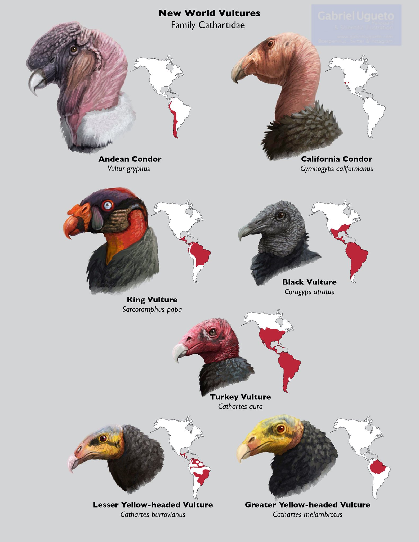 Gabriel N. U. on Twitter "Today is BuzzardDay. Buzzard is one of the