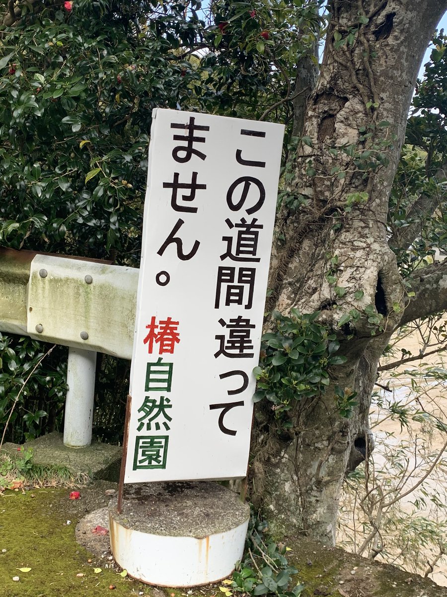 椿も海も綺麗だった 椿自然園 T Co Ebw0vpocki Twitter 椿も海も綺麗だった 椿自然園 T Co Ebw0vpocki Twitter