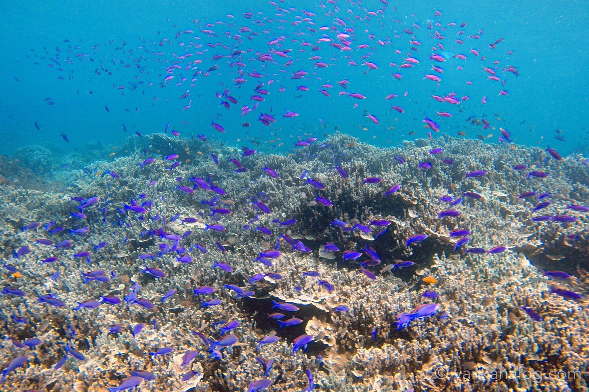 kanalog28's tweet photo. ダイビングも有名スポット🐠🌈 https://t.co/yRsDCeGefe