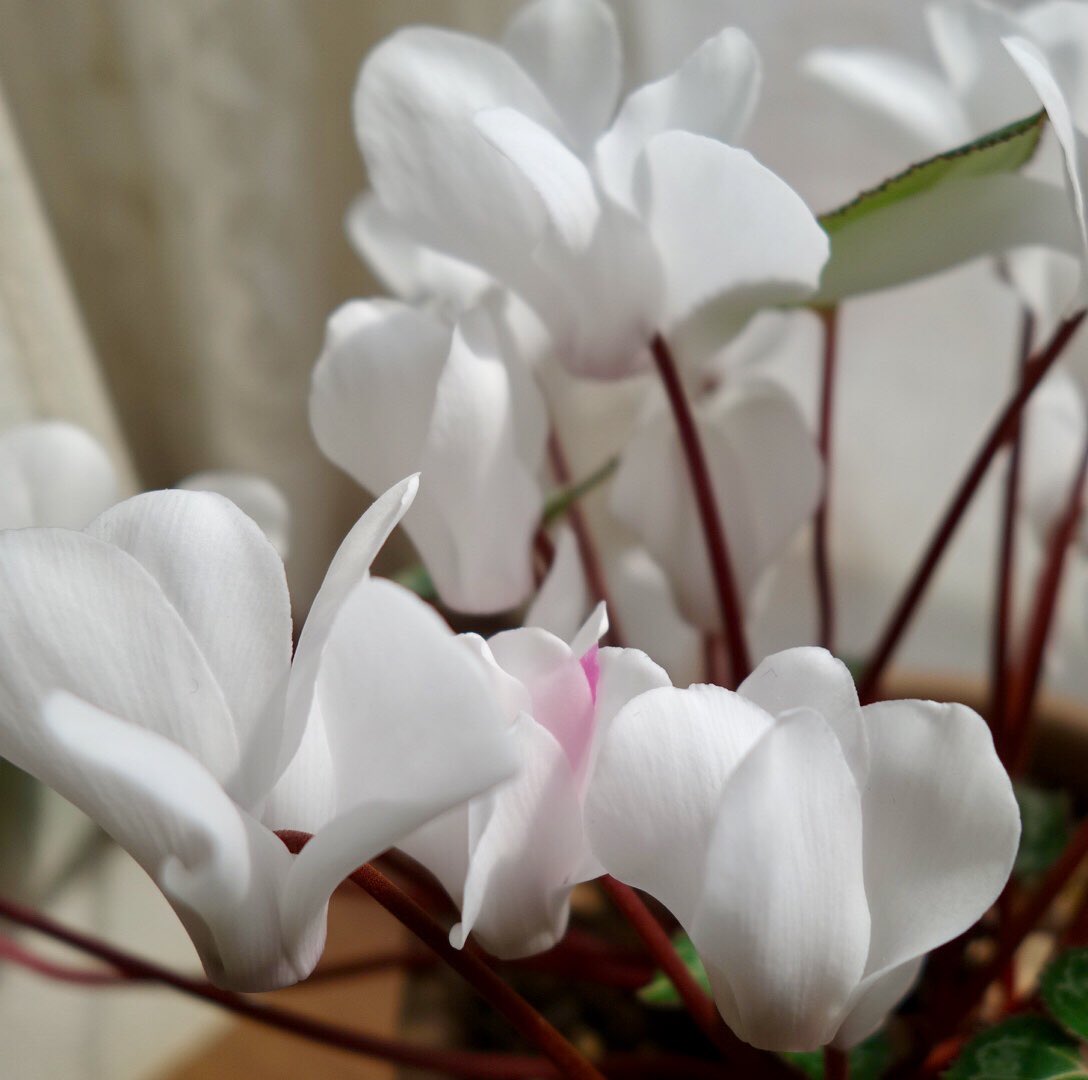 さとる على تويتر 今年も満開になったミニシクラメン 今年もメッシュ入りの花が咲きました 白い方 時々変わった花が咲くけど メッシュ入りが咲くか 反り返った花弁の付け根あたりにヒゲができるか毎年違う 花の割に葉っぱが貧弱だのう