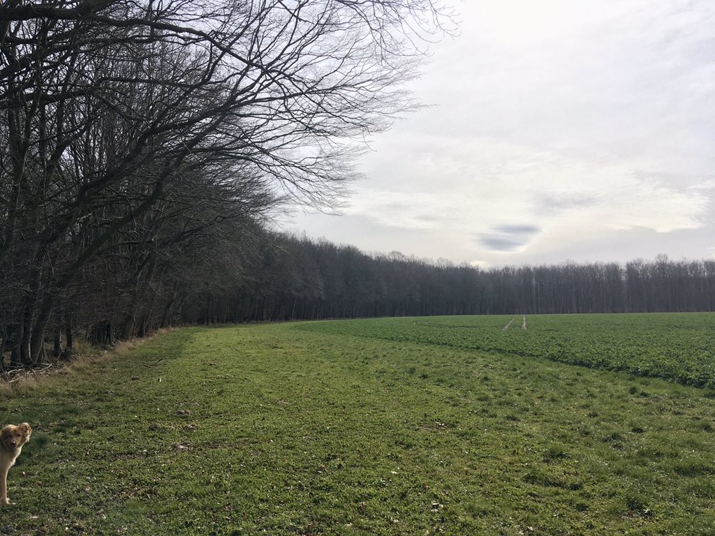 spintronicsHGW's tweet image. Wunder in #MV. Monster #Ackerrandstreifen und #Feldweg (*nicht übergepflügt). #NSGEldena. 🤙