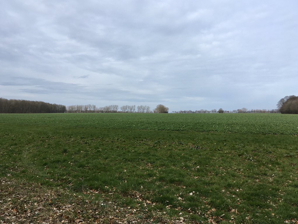 spintronicsHGW's tweet image. Wunder in #MV. Monster #Ackerrandstreifen und #Feldweg (*nicht übergepflügt). #NSGEldena. 🤙