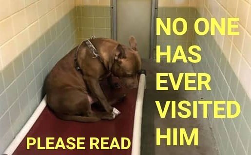 nasrene41's tweet image. HE IS GETTING DEPRESSED. 
PLEASE HELP HIM. THE SHELTER WILL WORK WITH YOU REGARDING HIS TRAINING.
AVAILABLE AT:
MARION AREA HUMANE SOCIETY,  MARION, OHIO
NO ID#, GOES BY NAME 
CALL (740)-389-6548
OR EMAIL:
manager@mahspets.org OR
adoptions@mahspets.org

facebook.com/photo.php?fbid…