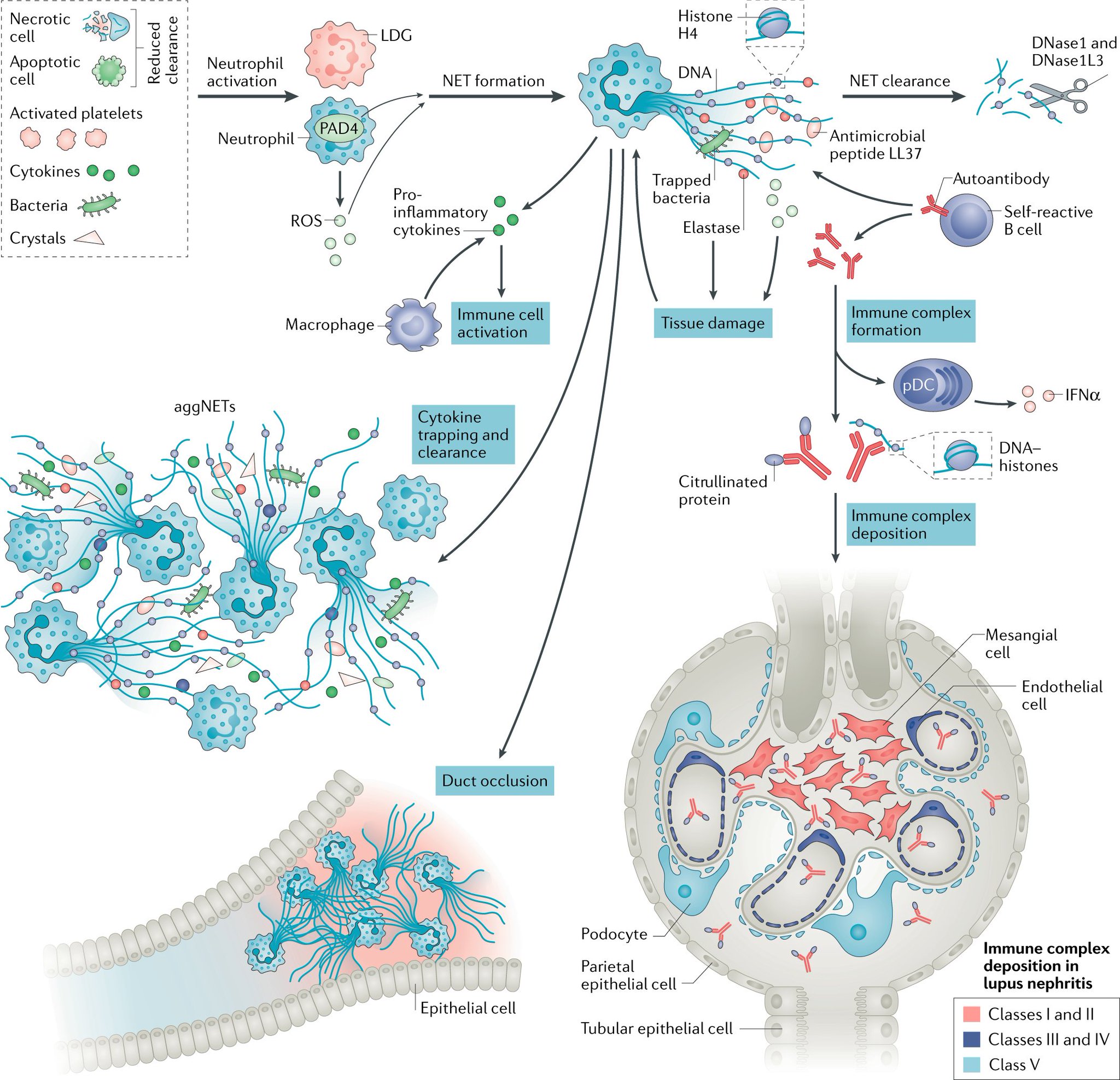 Nature Reviews Nephrology on Twitter "Neutrophil extracellular traps