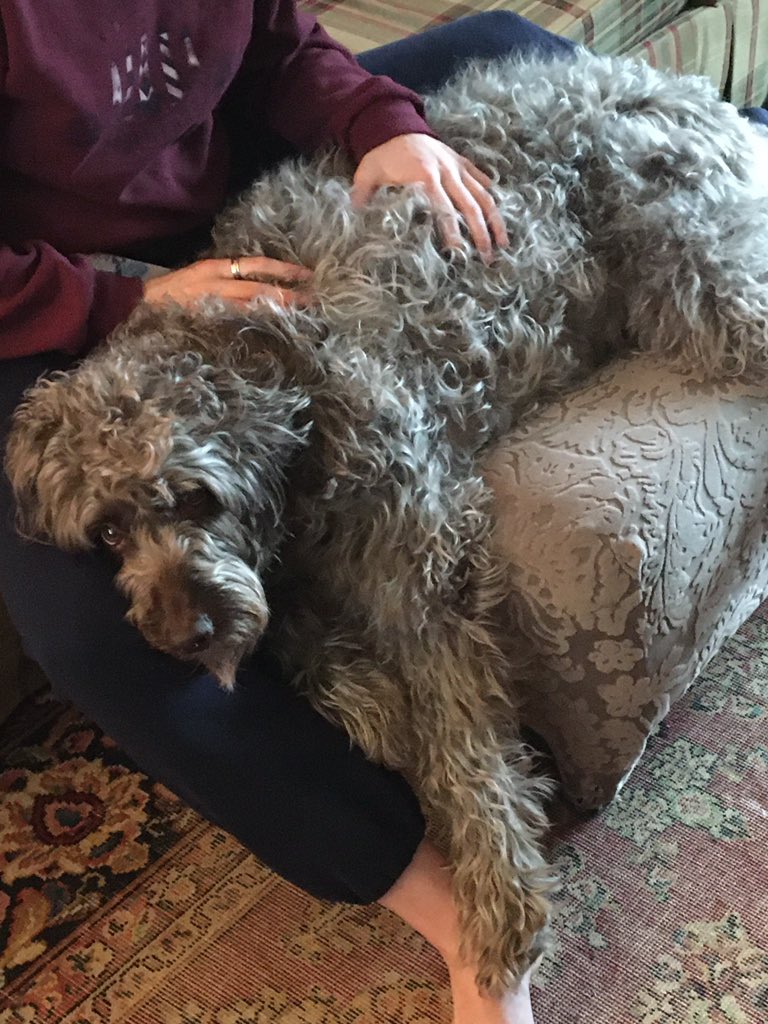 Someone is enjoying the extra attention of having more people at home #adapt #StayHome