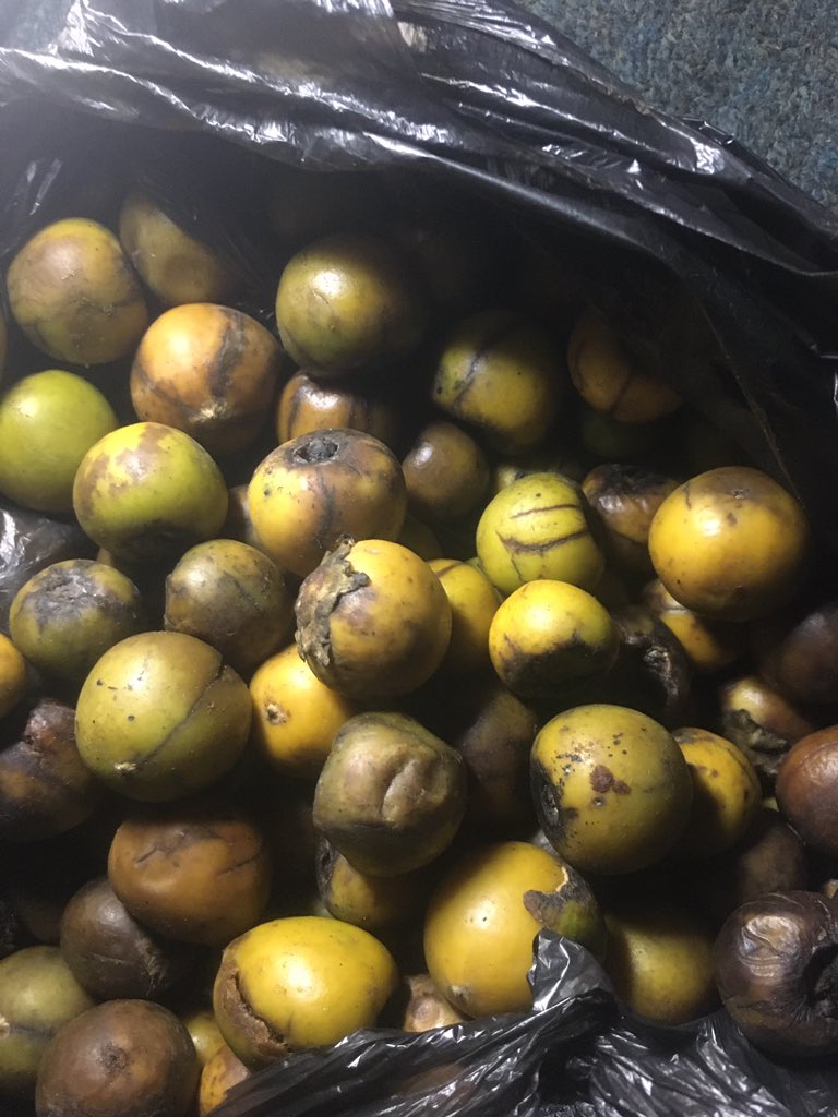 dheenylkhair's tweet photo. Diospyros mespiliformis

Hausa Name: Kanya

English Name: jackalberry also known as African ebony a

Is it an indigenous specie?

Can I know best ways to nurse such a specie?

#10KTrees4Kaduna #BFPInitiative https://t.co/YuaJtd6DpE