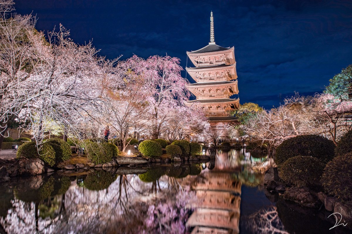 うさだだぬき Usadanu Eth 東寺 夜桜ライトアップ 夜空に照らし出される桜が綺麗なのです 追憶の桜 T Co 0wyoc1umo7 Twitter