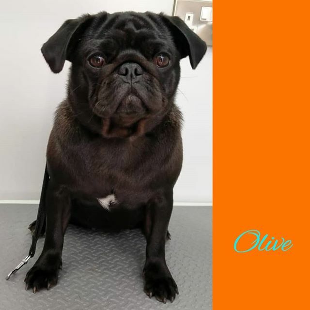 soaptopia_ae's tweet photo. #blackpug Olive after Bath&amp;Brush Package 🚿🚛🧼 outside her villa in #AlSufuoh

#mobilepetgroomingdubai #doggroomingdubai #dogsindubai #dubaidogs #dogsofdubai #organicpetcare #SoaptopiaDubai #SoaptopiaOrganic #dogsofinstagram #instadog #dogstagram #chie… https://t.co/rFkyB1Q67U https://t.co/lpJ9i3U0re