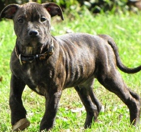 15 week old staffy