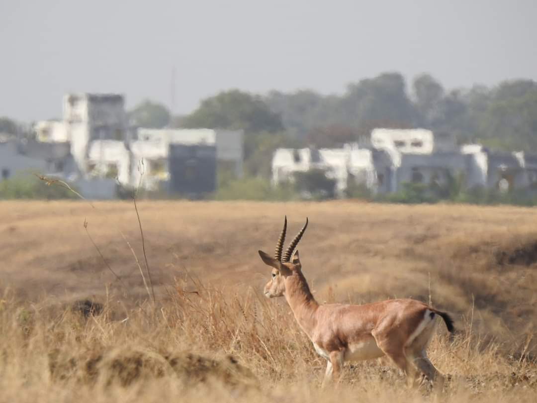WAhmednagar's tweet photo. • Title - धास्ती विकासाची.
• Dop - 15.3.2020.
• Lop - Kekataai Forest, Vadagaon Gupta, Ahmednagar, Maharashtra, India.
• Camera - Nikon P900.
• Photo - Bhairawnath Wakale.

#निसर्गमित्र #अहमदनगर #माझाक्लिक #चिंकारा https://t.co/GY6dH989Yc