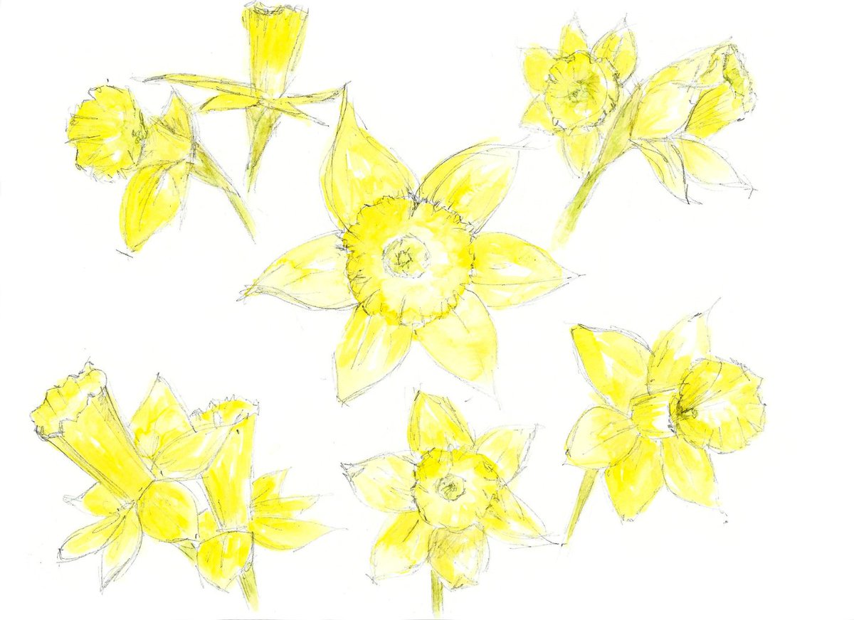 morvennauk's tweet photo. Another print hot off the press! Daffodils Print, Spring flowers, Easter flowers, daffodils, yellow flowers, daffodil watercolour print, daffodil print, daffodil artwork https://t.co/qke6tCdQnT @UKGiftHour #ukgiftam #daffodils #springflowers #yellow #bright #easterflower #wales https://t.co/ldYXZHZjHs