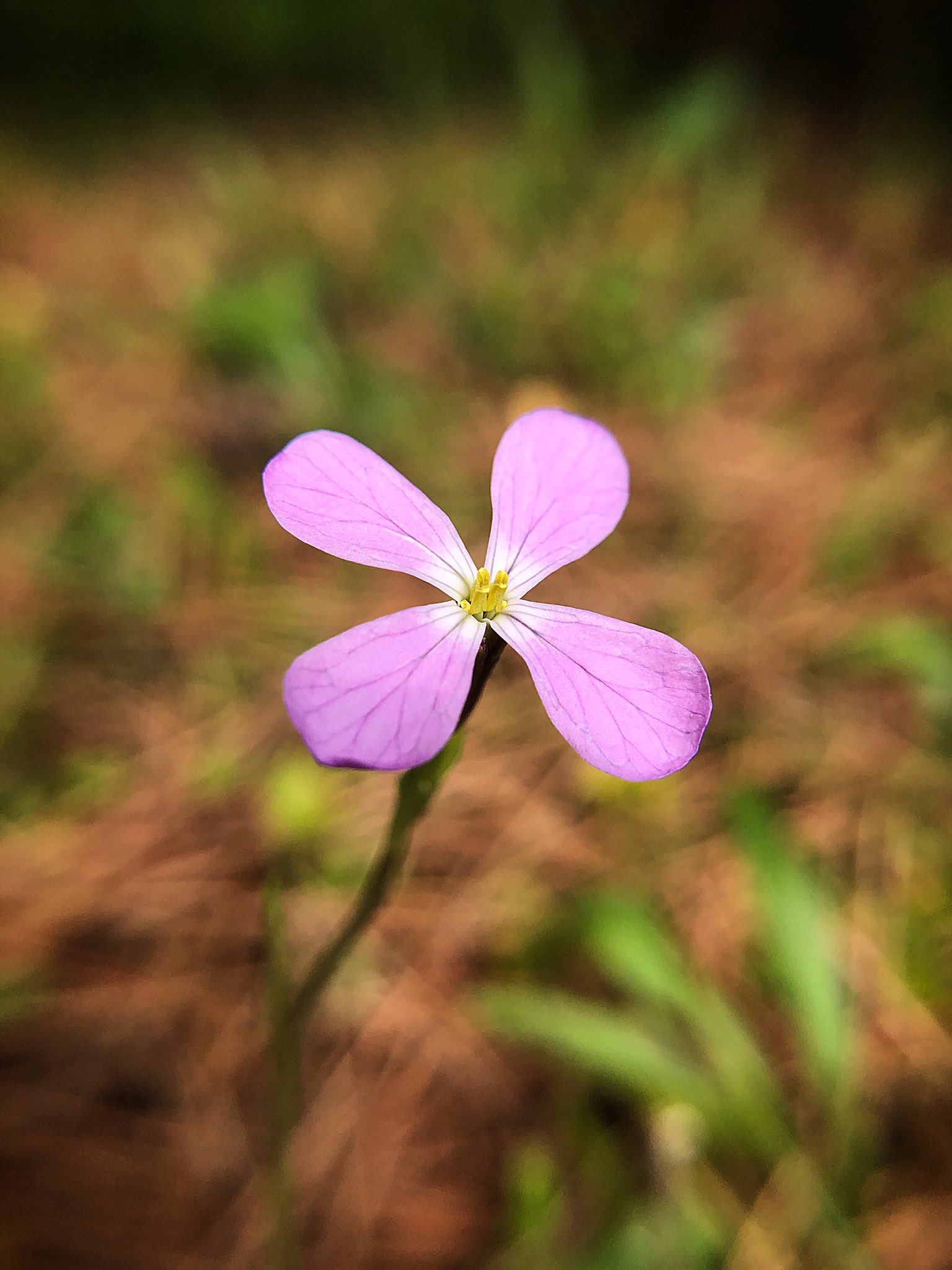 Take写真垢 こんばんは ハマダイコン 浜大根 花言葉 ずっと待っています 花好きな人と繋がりたい スマホ写真 ふぉと 写真好きな人と繋がりたい T Co N2hcazbce1 Twitter