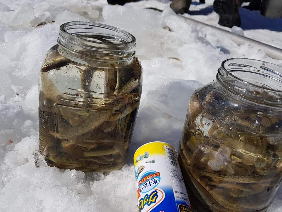 Туул голын Маршалын гүүрний зүүн талд голын урсацгүй тохойд, мөсний хөндийд их хэмжээний загас, жараахай байсныг голын урсацтай хэсэг болон Цэнгэг усны төв рүү шилжүүлэх ажлыг хийж байна.