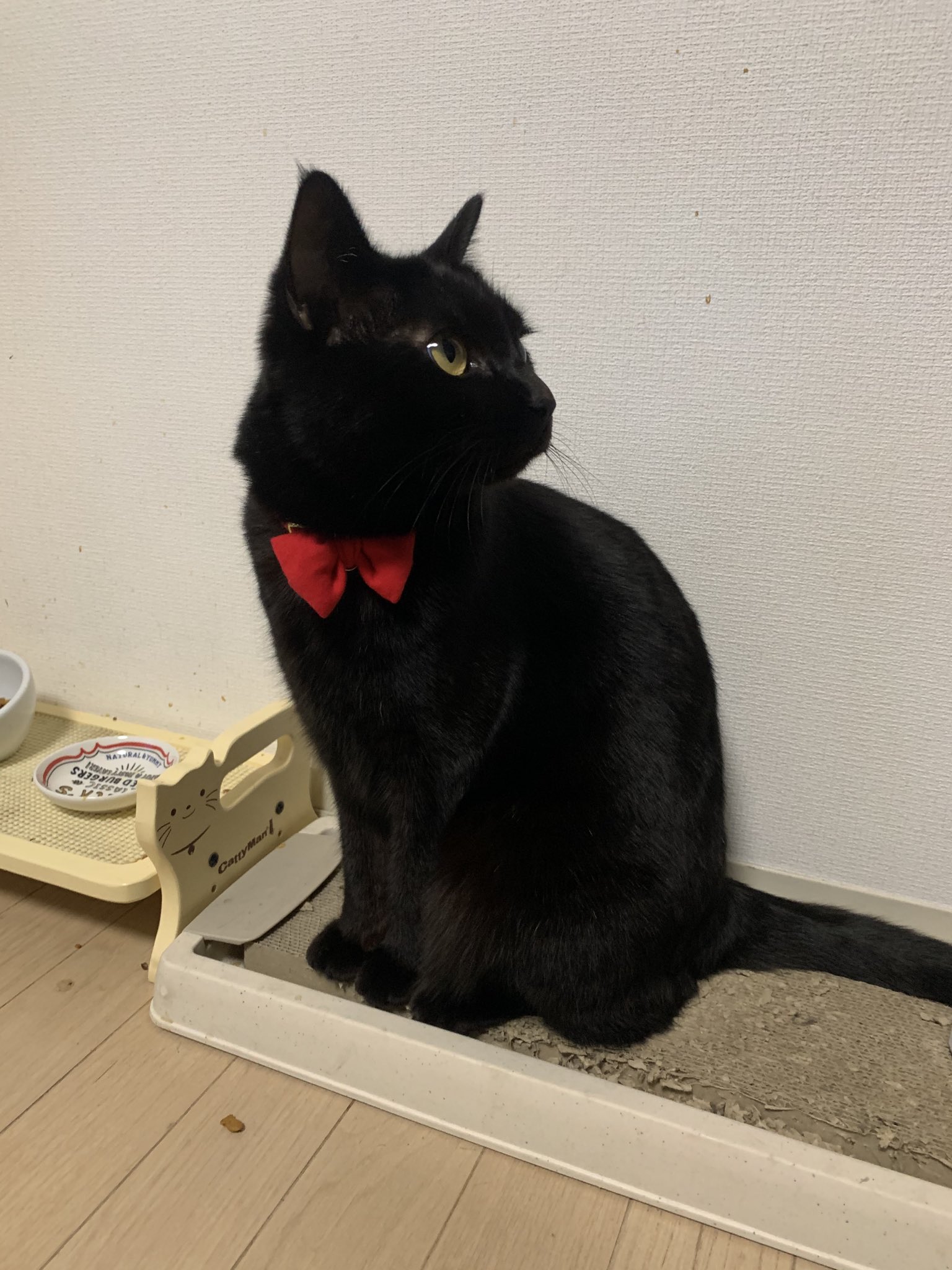 黒猫ノア on X: 