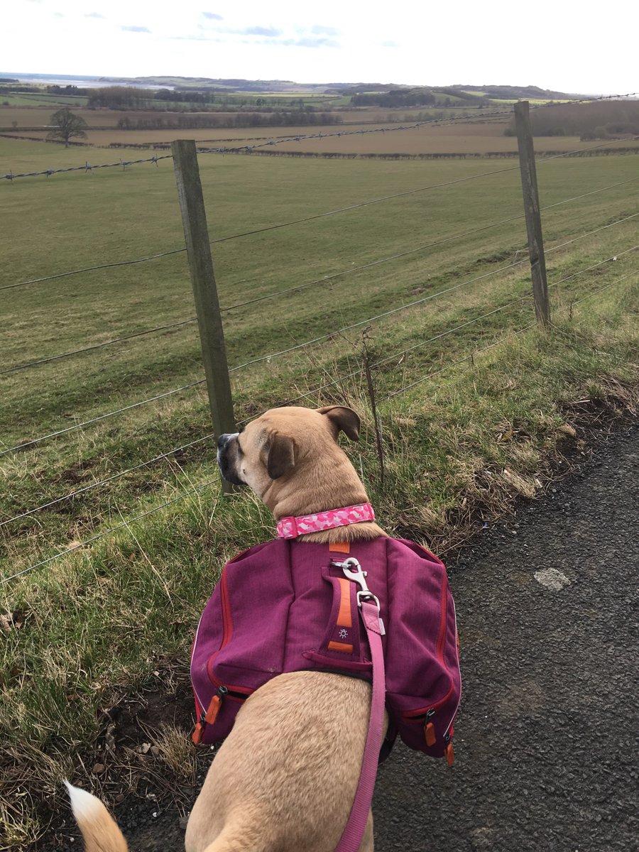 Shonbanon's tweet photo. Sasha is loving her backpack as we make the trek to town. She gives it 5 woofs out of 5 with a big paws up! @RuffwearUK #trekking #adventure #Dog https://t.co/wBwVMO61ij