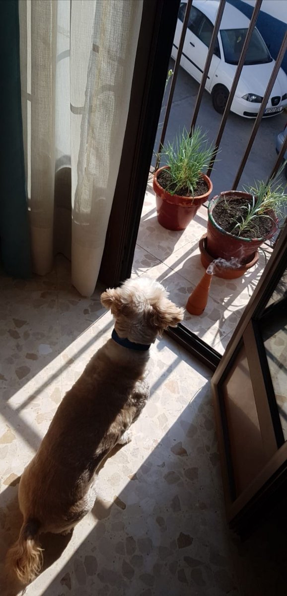 Mi perro se ha asomado al balcón a ver si hay suerte
#yomeentiendo