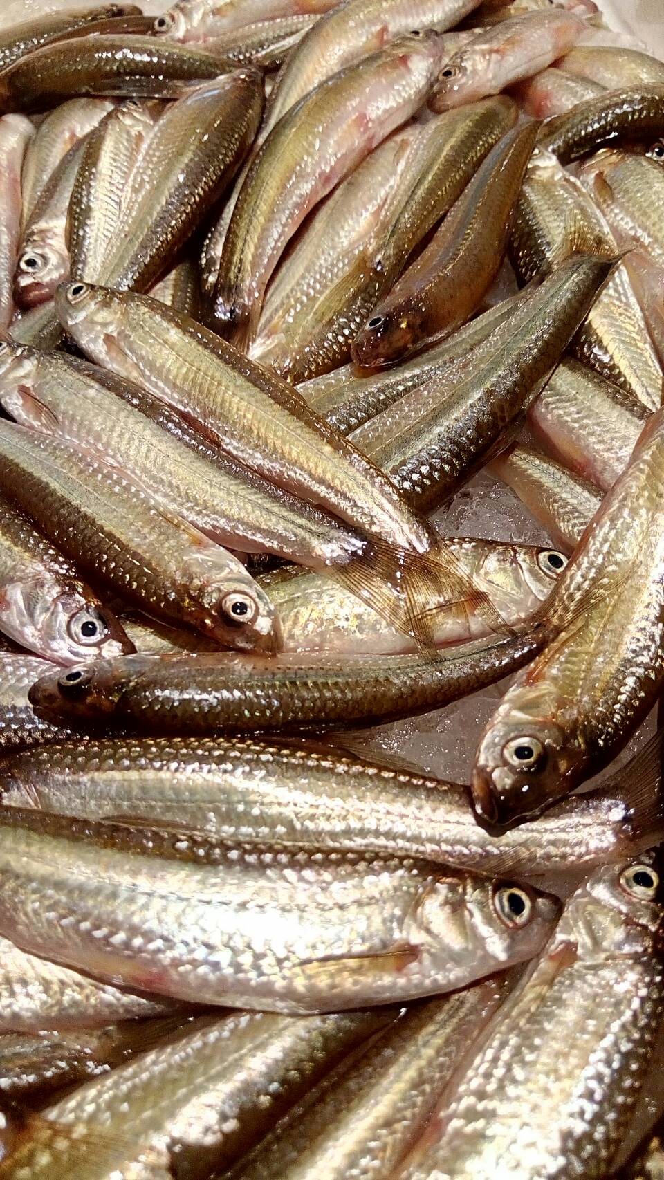 天和 琵琶湖産の天然本モロコです 固有種で希少な上 外来種の繁殖により一時は絶滅の危機に瀕しました が 地元漁師さんたちの懸命な努力のかいあって回復傾向にあります 絶やしたくない美味しい魚なのでしょう とはいえまだまだ数は少ないです 脂の