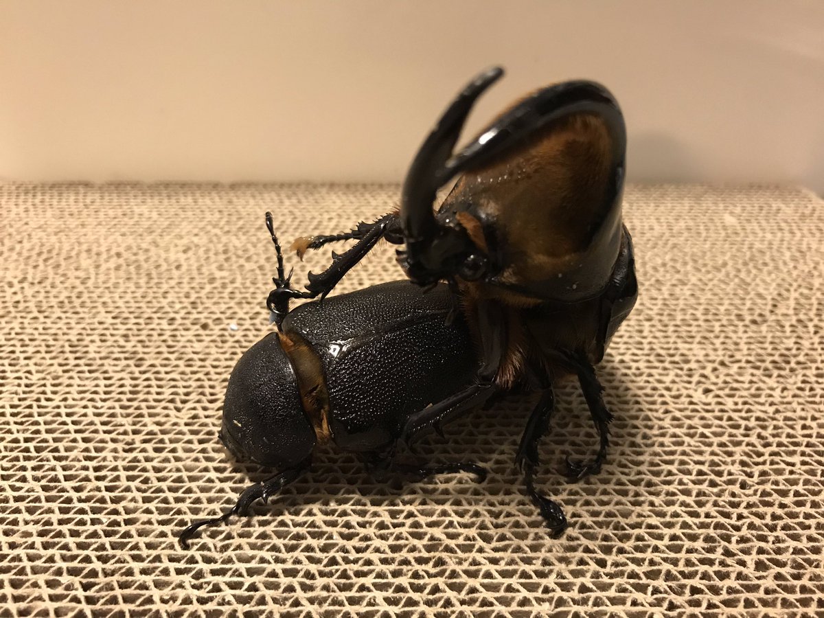 サタンオオカブト サタンオオカブト