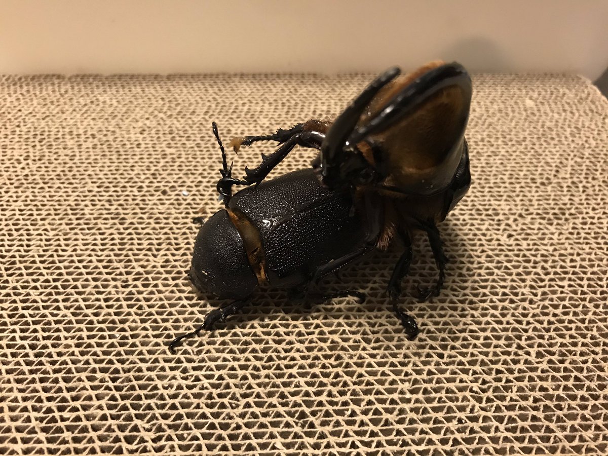 サタンオオカブト サタンオオカブト