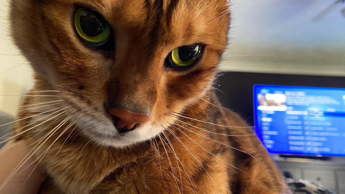BengalPhoenix's tweet photo. Seriously disgruntled kitty #rbf https://t.co/2Mtw69fdHA