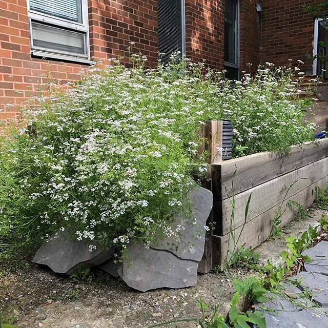 Mother Nature dumped snow on us this week so here’s to spring not far away and the gardens waiting to be planted. #springiscoming #gardening #winterneedstoend #winterneedstogoaway #studentgardens #supportstudentgardens #studentlearning #seedlingsstarted … ift.tt/2wXKz5A