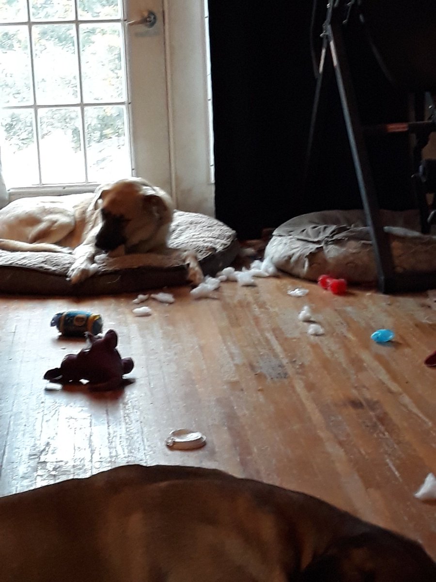 barkbox indestructible