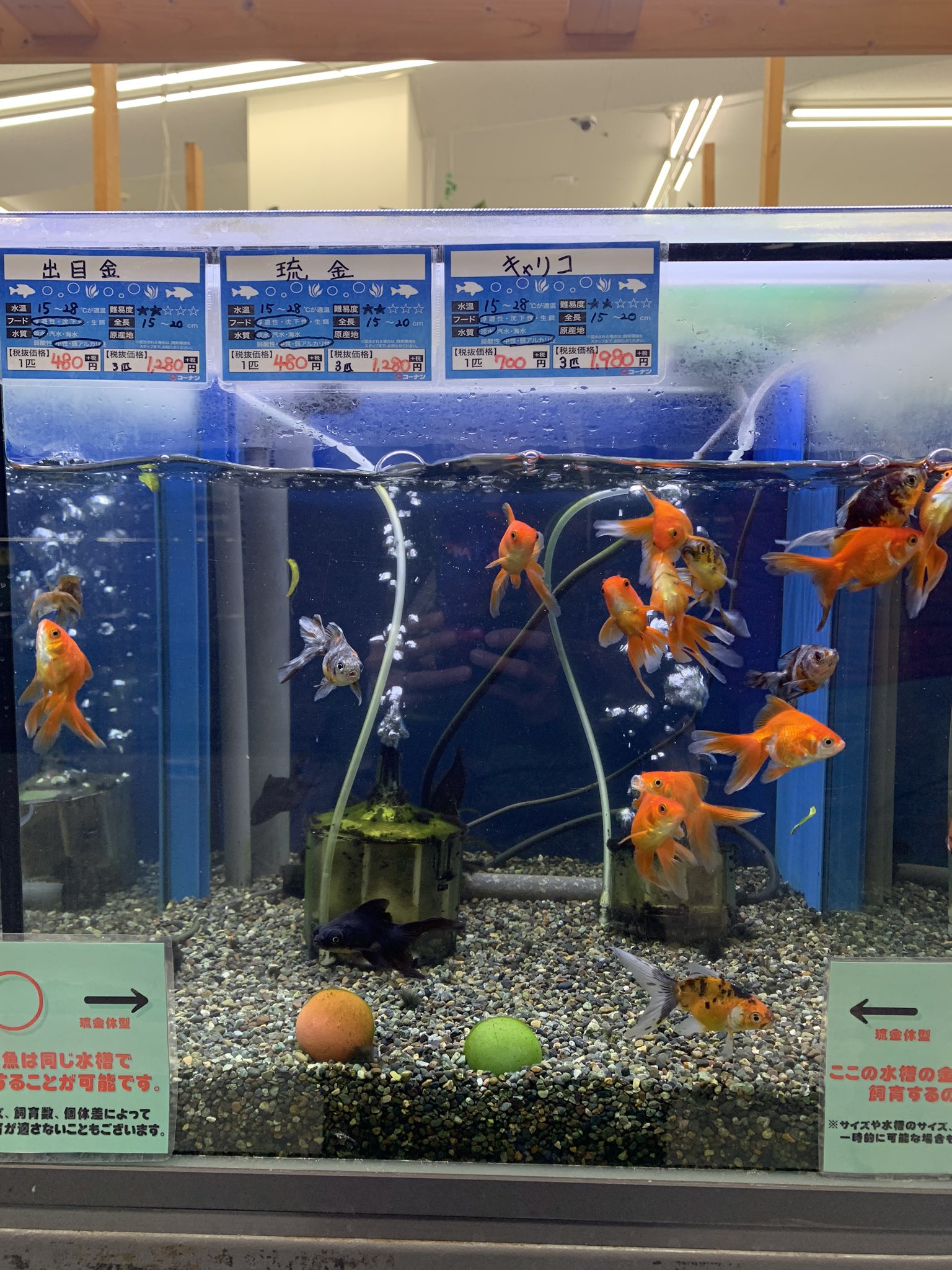 園部佳子 金魚のそのべっち はっ 文房具を買いにホームセンターに来たはずが 気がついたら水槽の前に つ 疲れているのかもしれない 笑 金魚のそのべっち 無意識 金魚すくい 金魚好き 金魚すくい好き 祭好き コーナン 新型コロナ