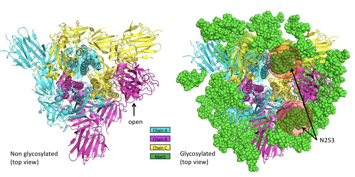 This is coronavirus spike glycoprotein without (left) and with (right) its glycans created by @ElisaTelisa. To understand the virus, we need to include glycans in the story. Please do not ignore glycans or you will fail in making vaccines or drugs against #COVIDー19