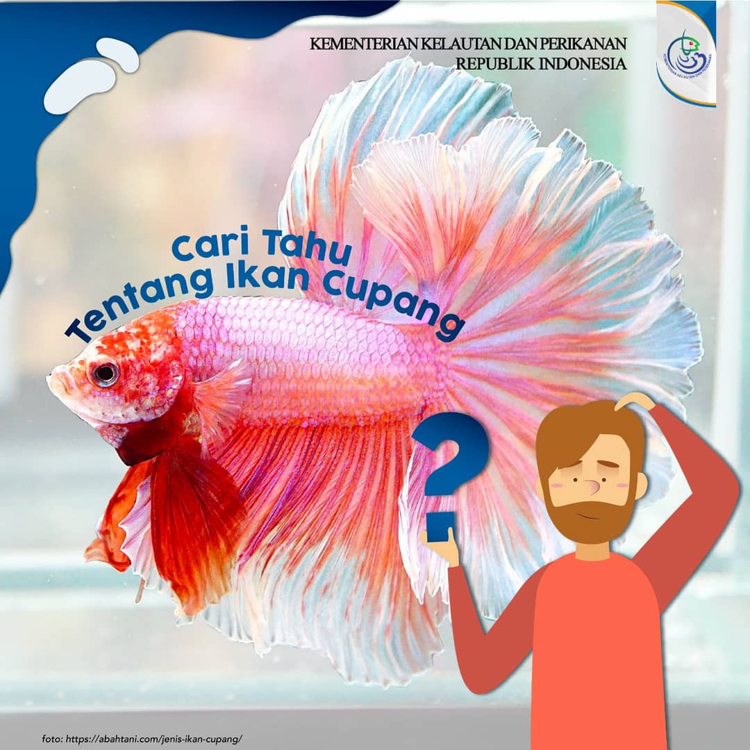 Kkp Ri On Twitter Sahabatbahari Pasti Tahu Kan Ikan Cupang Ikan Cantik Yang Agresif Mungil Tapi Besar Nyali Makanya Selain Sebagai Ikan Hias Cupang Juga Sering Dijadikan Ikan Aduan Https T Co Gclovicahu