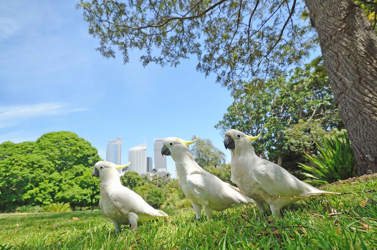 岡本勇太 インコのびのび 野生のオカメインコ セキセイインコ 大都市シドニーで出会ったキバタン 本来は森林に住む鳥でしたが 高い知能と好奇心を駆使し 人間が作り出したビルがある街中や乾燥したアウトバックにも畑や食べ物があれば進出しています