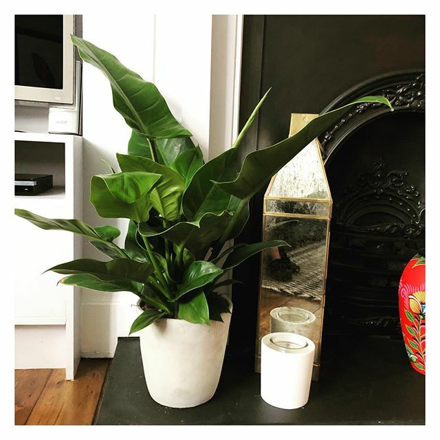 Our love of plants continues to grow they’re so good for your soul! Totally in love with this new addition thanks to @wildflower_ouseburn 👏🏼 ift.tt/2IQ82s2