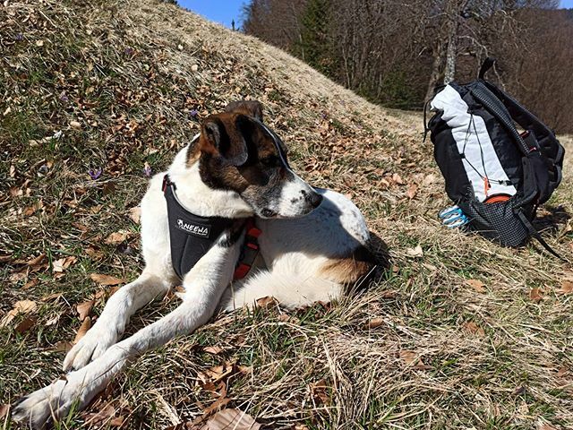 frogcasts's tweet photo. Halfway through a 20km dayhike with a tired doggo and my half-empty @liteaf_gear 35l. Keeping at least 5km away from anybody 😂 https://t.co/oitWc9ESMQ https://t.co/8Spc0sUn3t