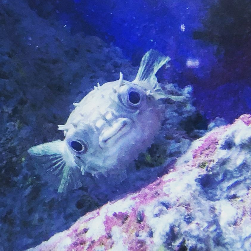 Tynemouth Aquarium tweet media