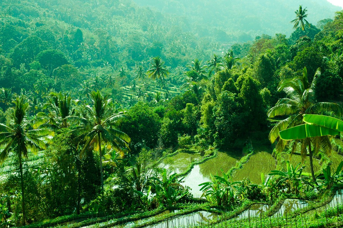 North Bali is the uncrowded and unhurried part of Bali. Discover our 'top 10 things to do' in the part of Bali that has preserved the traditional Balinese spirit that made the Island of the Gods so popular in the first place villabossibali.com/en/blog/north-… #bali #villabossibali #lovina