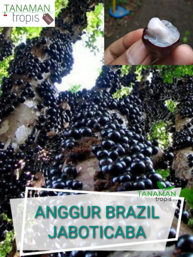 tanamantropis's tweet photo. https://t.co/yKHSU2cB0r
Untuk Pembelian bibit yang berkualitas bisa hubungi nomor customer service kami :
Telp / SMS / WA : 0857-4385-2768

Jual Bibit Tanaman Anggur Brazil / Jaboticaba – Anggur Pohon unik Asal Brazil

#anggurbrazil #jaboticaba #bibitanggur #anggurpohon https://t.co/Rs6XlUC0Zw