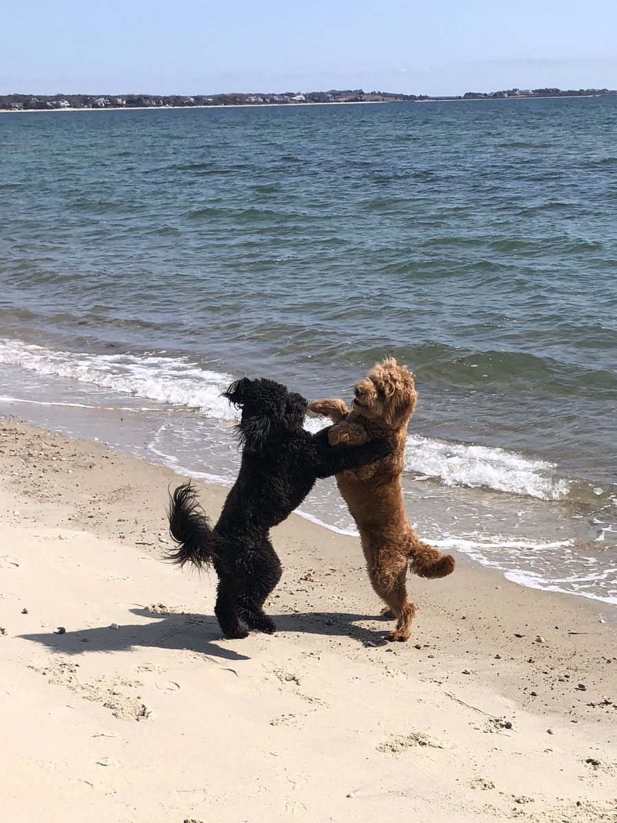 Common Sense tweet media