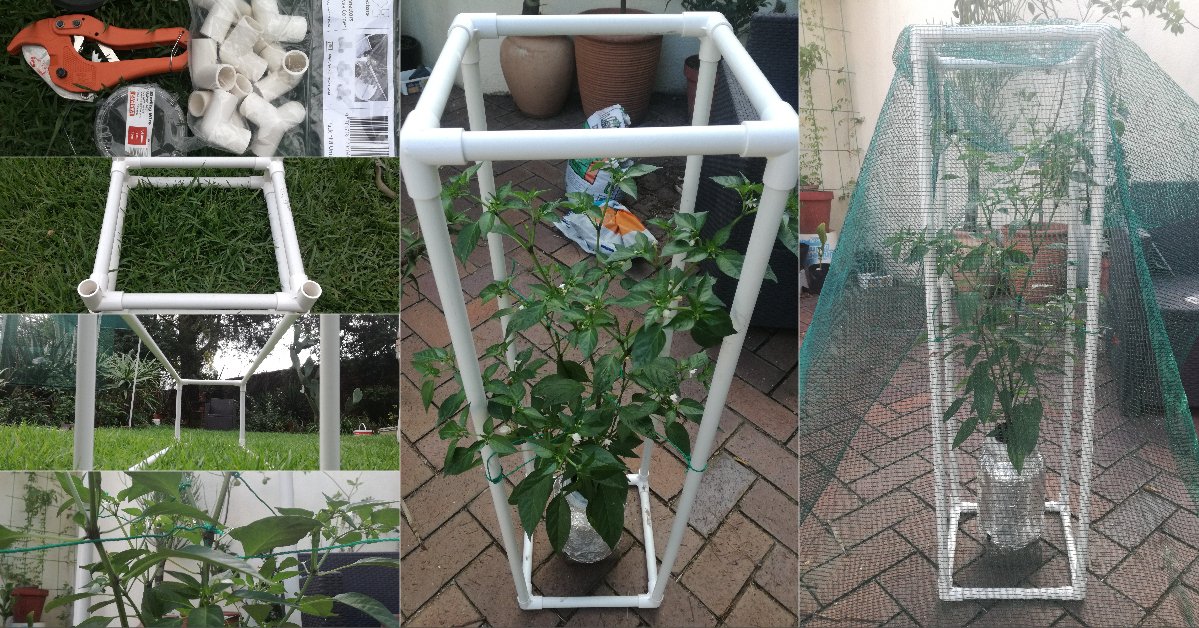 ConnectorsPvc's tweet photo. Project
African Birds eye chilli plant grown in a net pot inside a large glass jar, supported by PVC Frame and Shade netting #hailprotection #hydroponics #kratky #peppers #pvccornerconnectors #shadenetting #sunprotection #trellis https://t.co/GarmlExeud https://t.co/1hOKhLwL0v
