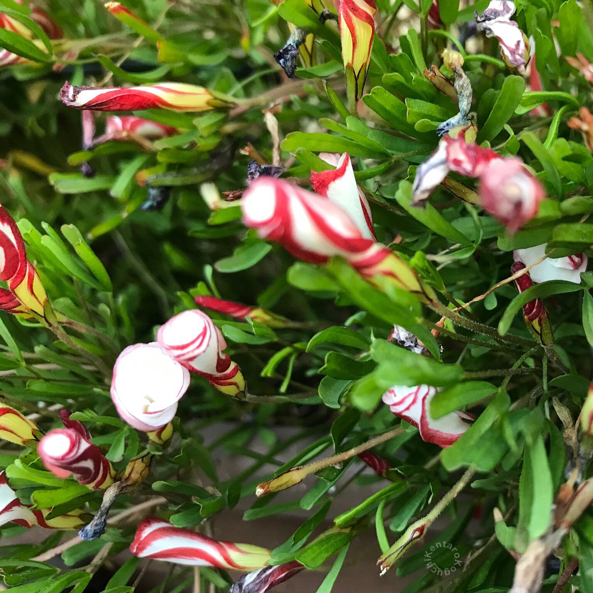 小口建太郎 オキザリス バーシカラーの蕾 Oxalis Versicolor Buds 100日ツイッターの会 2周目 67 100 美しい自然を撮る オキザリスバーシカラー Oxalisversicolor オキザリス Oxalis 東京 Tokyo 練馬区 Nerimacity T Co Zyboxe5g5i