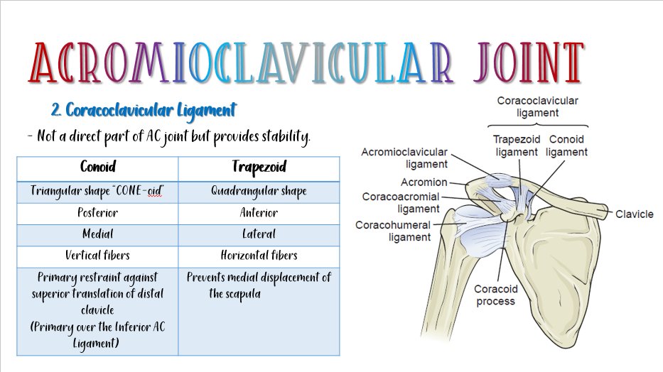 PTFlashcards's tweet image. The AC joint is a plane synovial joint c 3 DOF involving the medial margin of the acromion and the lateral end of the clavicle. The acromial end faces medially &amp;amp; slightly superiorly while the clavicular end faces laterally and slightly inferiorly to form a wedge-like surface. 🧐