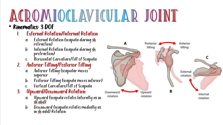 PTFlashcards's tweet image. The AC joint is a plane synovial joint c 3 DOF involving the medial margin of the acromion and the lateral end of the clavicle. The acromial end faces medially &amp;amp; slightly superiorly while the clavicular end faces laterally and slightly inferiorly to form a wedge-like surface. 🧐