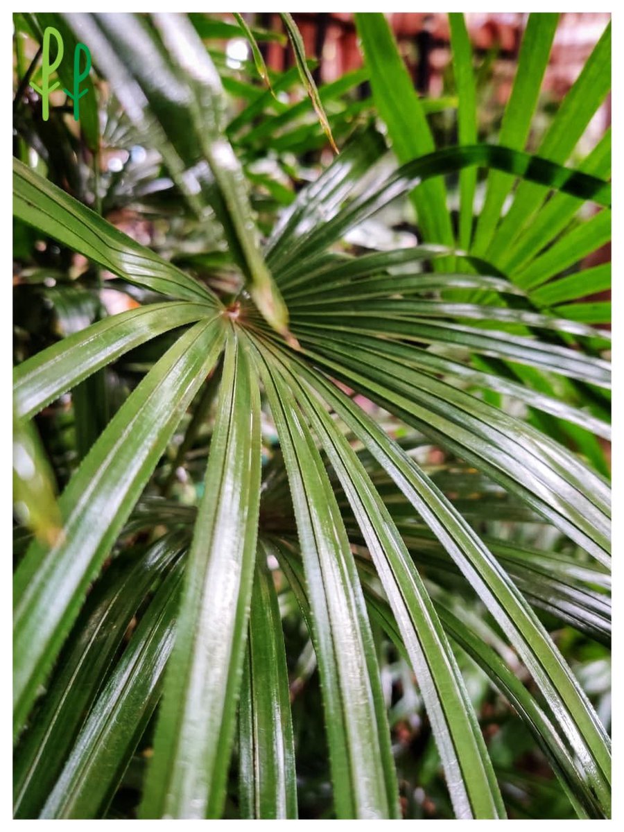PlantTweeple's tweet photo. Can you guess the name of this gorgeous plant beauty! Leave your answer in the comments section below! https://t.co/aP0Bd5v6Ff