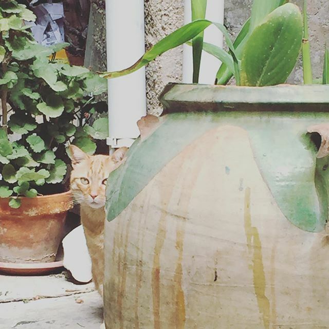 “Deberíamos dejar de ser tan mirones y en vez de mirar tanto para afuera dedicarnos más a mirar en el interior” #laventanaindiscreta🎥 .
#quédateencasa y aprovecha!
.
#leccionesdelseñorgato ift.tt/39VPgve