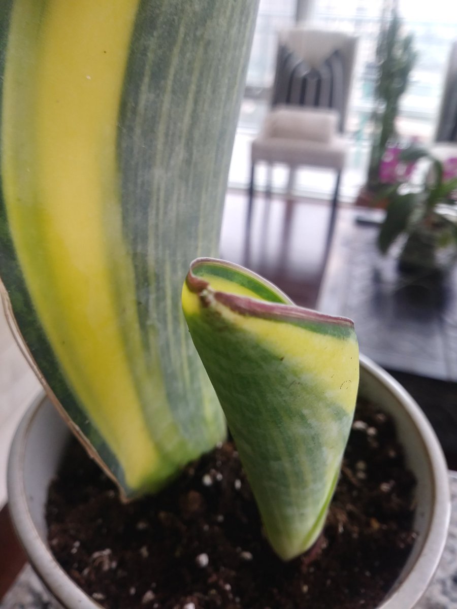 lifeofbellina's tweet photo. 😜 Happy #SansevieriaSunday everyone!
#sansevieriamasonianavariegata #sansevieria #houseplant #sansevieriawhalefinvariegated #whalefinsansevieria #varigatedwhalefin #sansevierialovers #varigated #varigatedplants https://t.co/8RP9E5n2J0