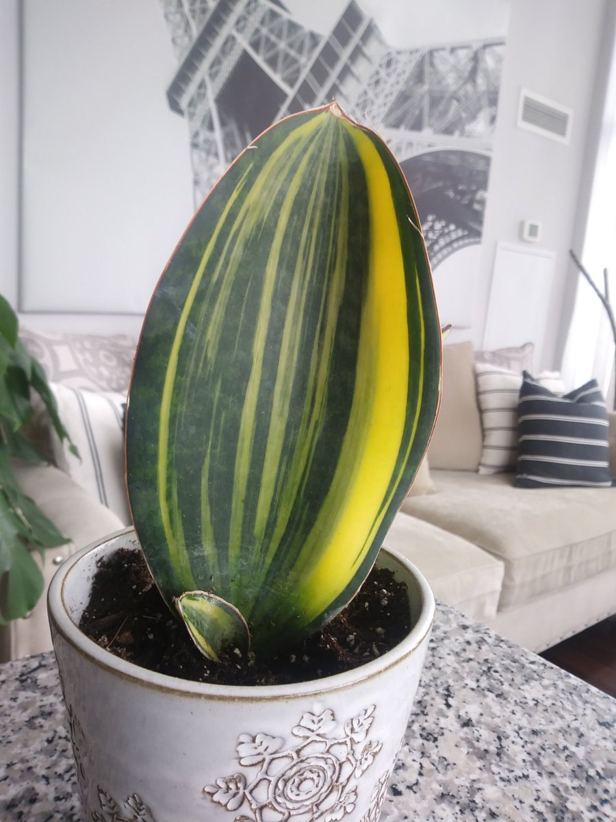 lifeofbellina's tweet photo. 😜 Happy #SansevieriaSunday everyone!
#sansevieriamasonianavariegata #sansevieria #houseplant #sansevieriawhalefinvariegated #whalefinsansevieria #varigatedwhalefin #sansevierialovers #varigated #varigatedplants https://t.co/8RP9E5n2J0