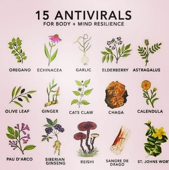 joanakk_'s tweet photo. Os meus favoritos desta lista de antivirais sao:
Equinacea, alho, gengibre, unha de gato, calendula, pau d'arco e reishi.
A estas plantas, em chá, cápsulas, pó, etc, podem juntar Vit C, chá de gengibre e com canela, curcuma e mel. Miso! 
Bebam muita água, lavem o nariz e a g… https://t.co/SNbTf091Rr