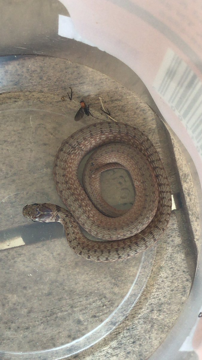 stopherjonz's tweet image. Anyone know what kind of snake we’ve got here #snakeid