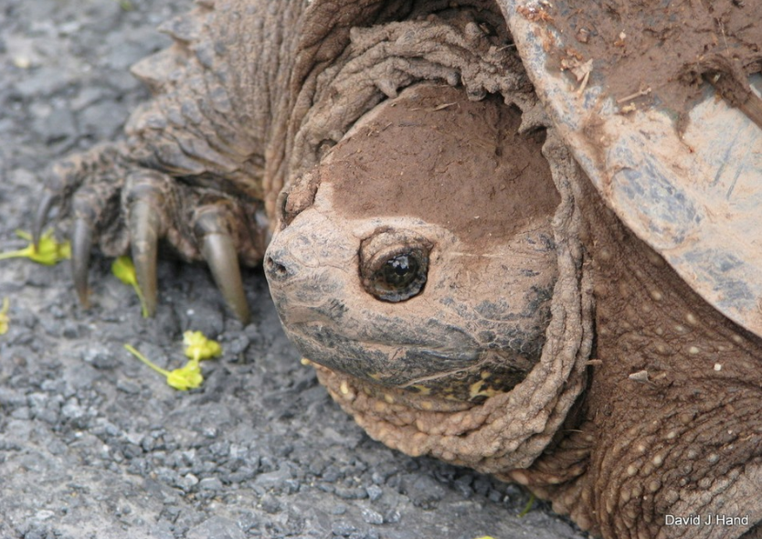 NEPARC's tweet photo. Snapping Turtle (Chelydra serpentina)
Photo Credit: David Hand
#SnapperSunday https://t.co/jb5dcmY9Tk