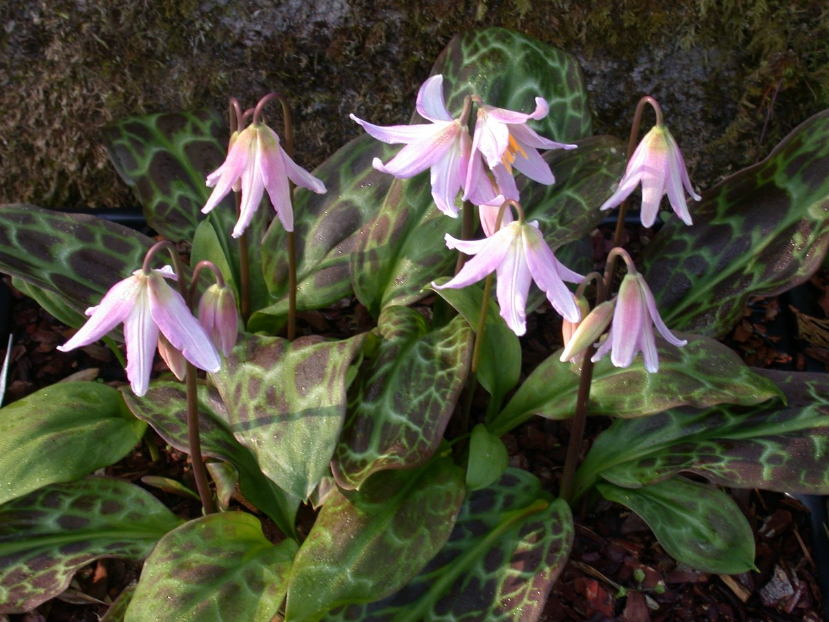 Now may be a good time to get your plants delivered to your door by Mail Order. Check our catalogue on our website plantswithaltitude.co.uk Lots of lovely plants for your troughs, rock garden and shady border. We have reduced  our P&amp;P to £6.00 for orders of 5 plants or more.