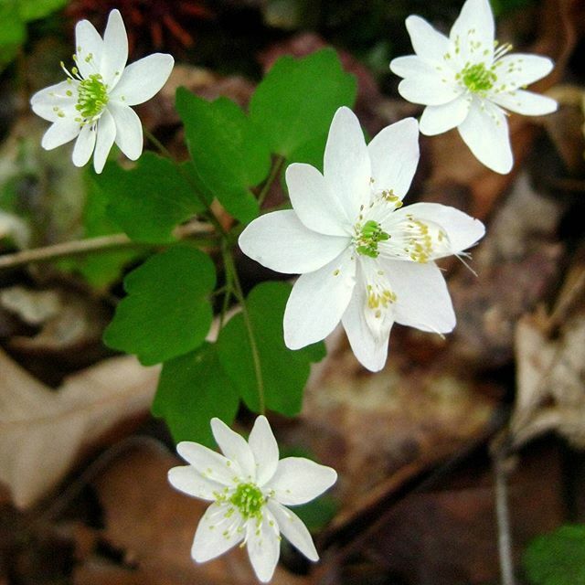 In the midst of these uncertain times, there is one thing that we can all celebrate: It's starting to feel like SPRING!  What are some signs of spring you've seen?  Share a picture with us!

Rue Anemone by Jennie Burke
#venturesbirdingtours
#springhasspr… ift.tt/2TQjomc