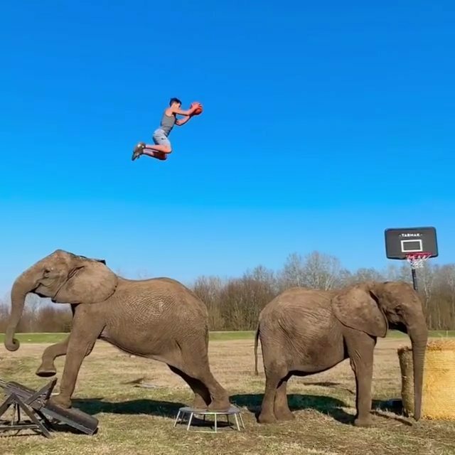 icechamber's tweet photo. Reposted from @rene_casselly Dunking over 2 Elephants 🐘 🤾🏾‍♂️🐘
#elephant #basketball #friends - #regrann https://t.co/vZ9TLtxZws https://t.co/YKpQXXMpBQ